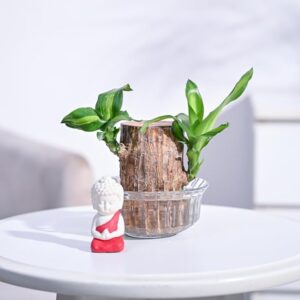 UGAOO Brazilian Wood Live Plant with Lotus Bowl & Miniature Buddha | Indoor Live Lucky Brazilian Wood Plant for Living Room, Home, Office, Table, Kitchen & Desk Decor  (Plant nhi hai)(8211)
