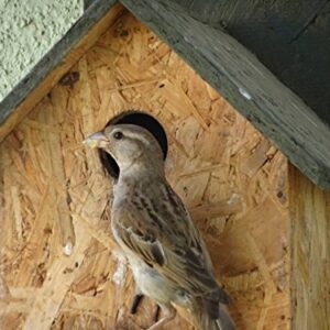 Nature Forever House Shaped Sparrow and Tit Nest Box, Brown