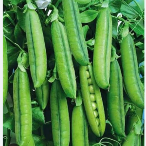 Fresh Green peas matar (250gm)