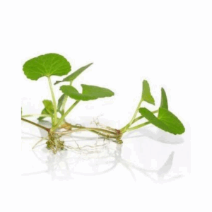 Centella Asiatica / Brahmi Big Leaf - Herbs Plant