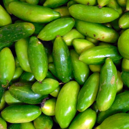 LVY GOURD/KUNDRU/कुंदरू