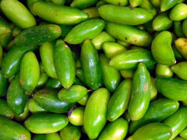 LVY GOURD/KUNDRU/कुंदरू