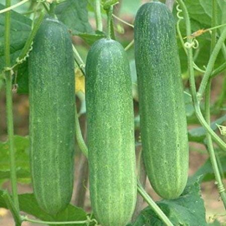 cucumber/kheera/खीरा