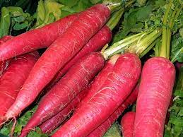 RED CARROT/LAL GAJAR/लाल गाजर