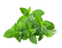 MINT LEAF/PUDINA PATTA/पुदीने का पत्ता