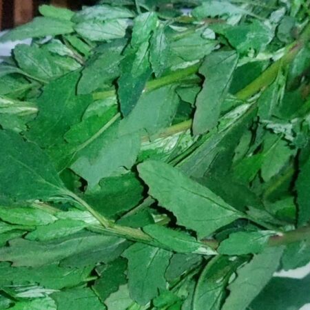 WHITE GOOSEFOOT/BATHUVA/बथुवा