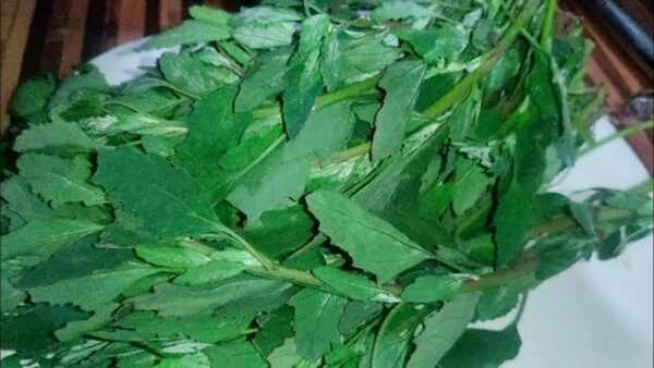 WHITE GOOSEFOOT/BATHUVA/बथुवा