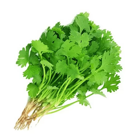 CORIANDAR LEAF/DHANIYA PATTI/धनिया पत्ता
