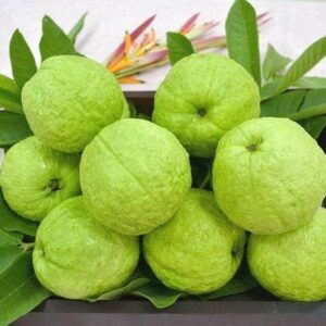 Guava(Amrud)
