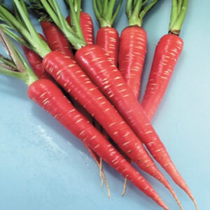 Carrot (gajar)