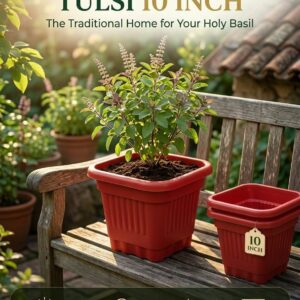 Tulsi 10 inch