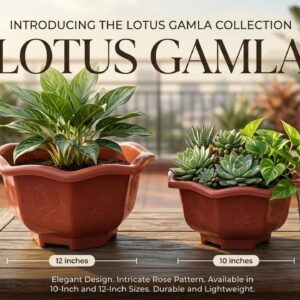 Lotus gamla