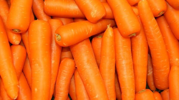 CARROT