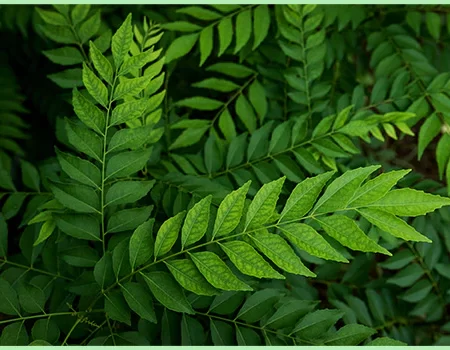 CURRY LEAF