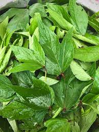 GONGURA