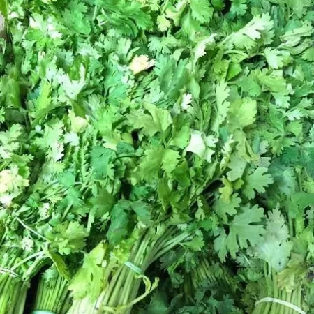 CORIANDER LEAVES