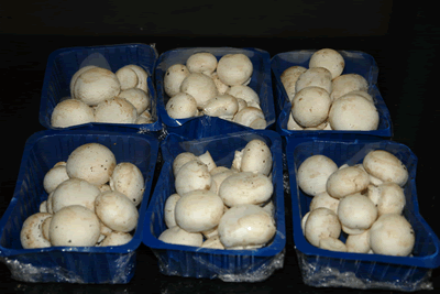 MUSHROOM