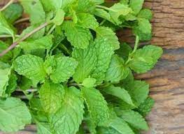 MINT