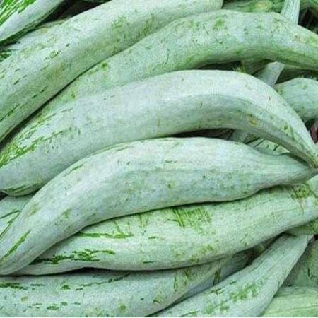 SNAKE GOURD