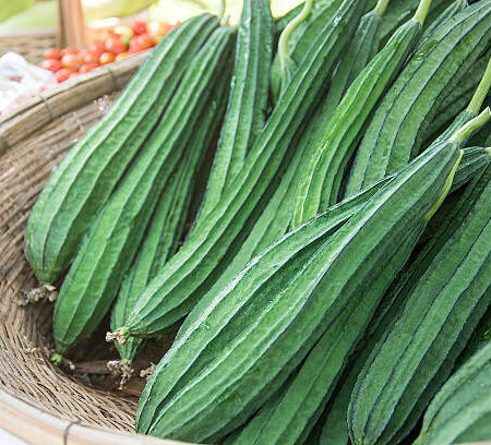 RIDGE GOURD