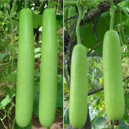 BOTTLE GOURD