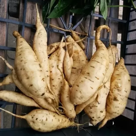 WHITE SWEET POTATO