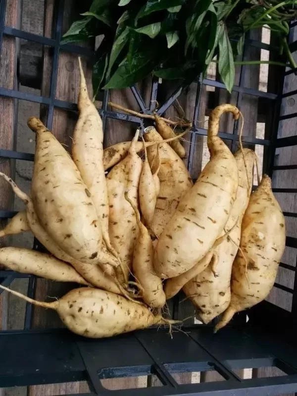 WHITE SWEET POTATO
