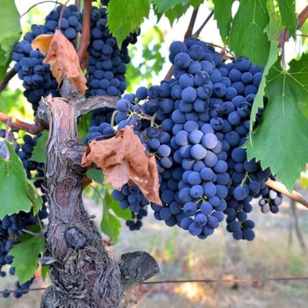 BLACK GRAPES