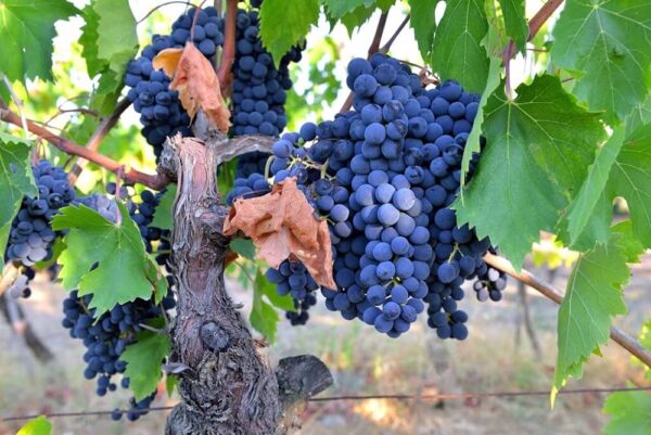 BLACK GRAPES