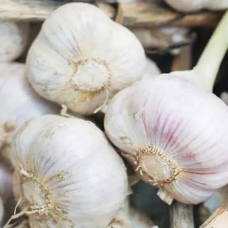 GARLIC