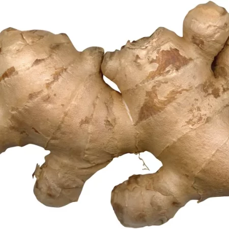 GINGER